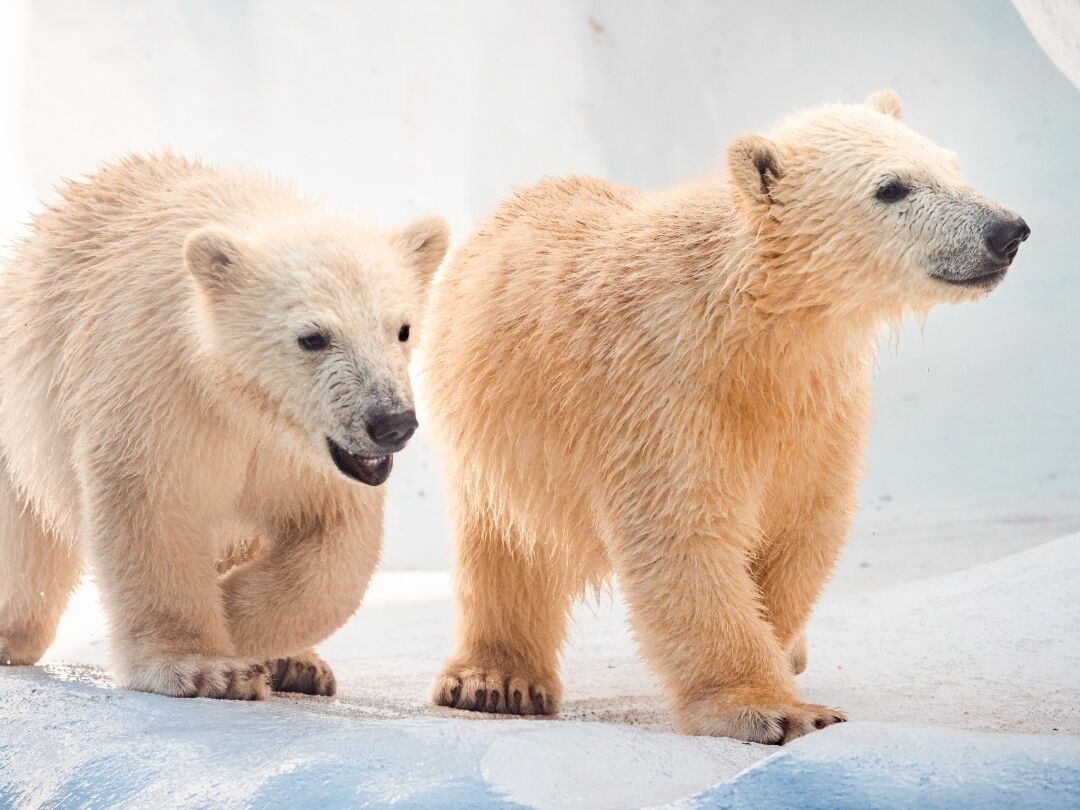 Picture of Toledo Zoo