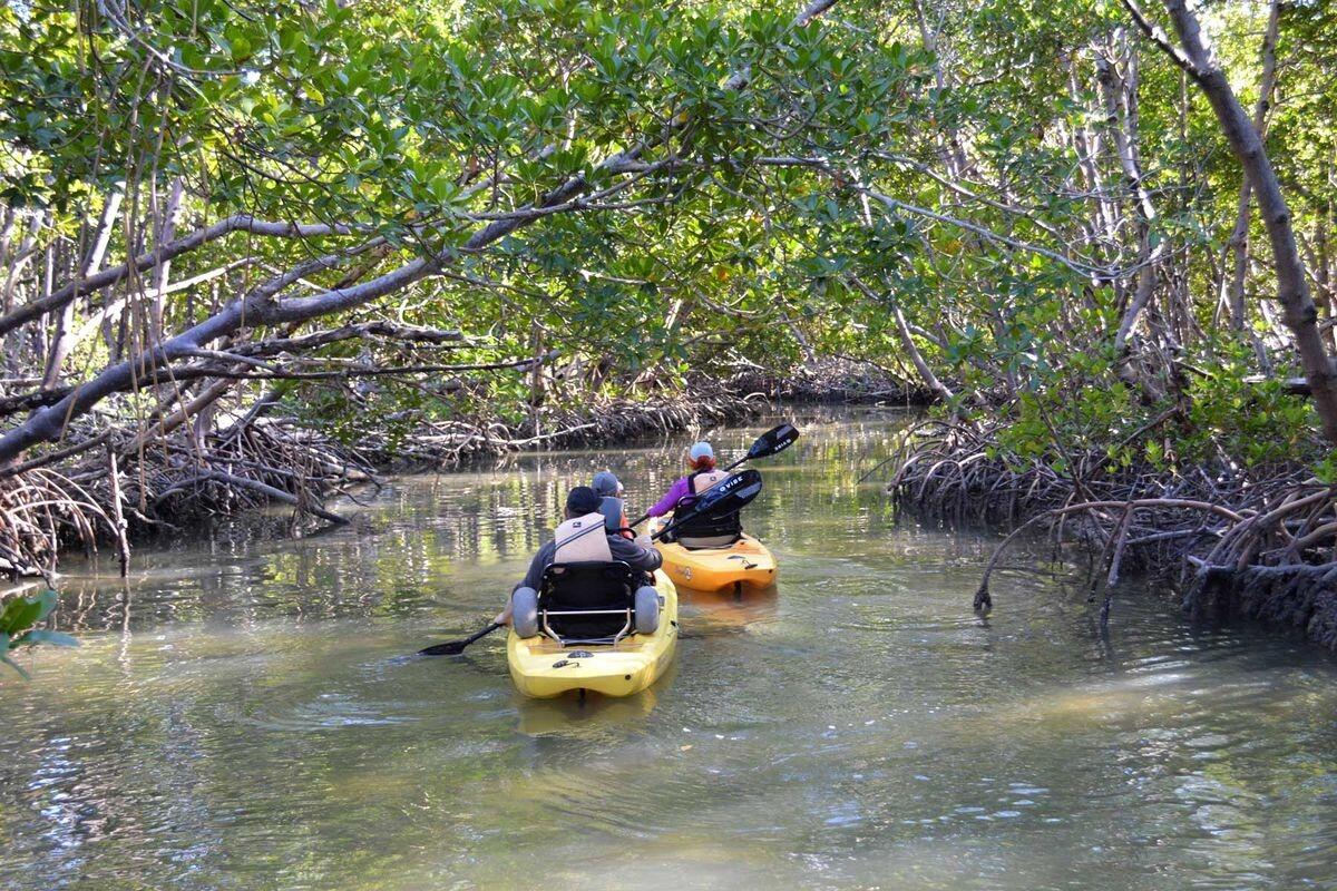 Picture of Manatees and Mangrove Tunnels Small Group Kayak Tour