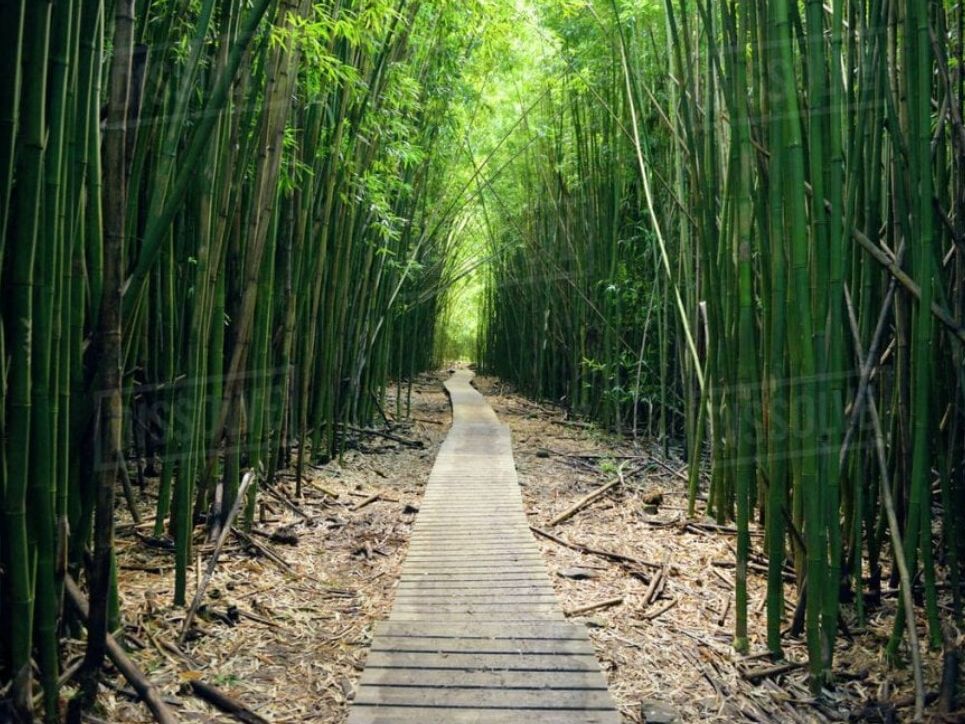 Picture of Pipiwai Trailhead