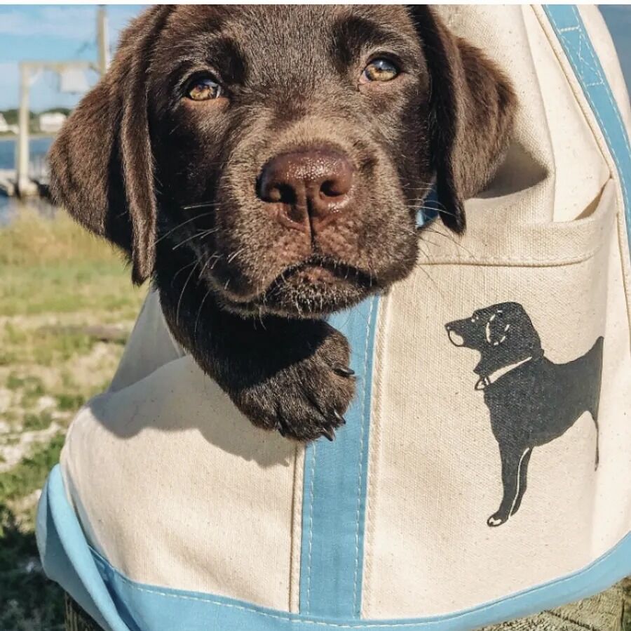 Picture of Pick Up Your Black Dog Swag