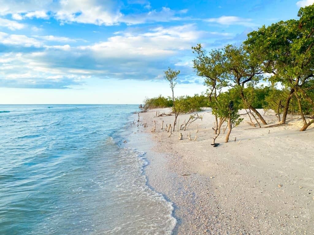Picture of Honeymoon Island State Park