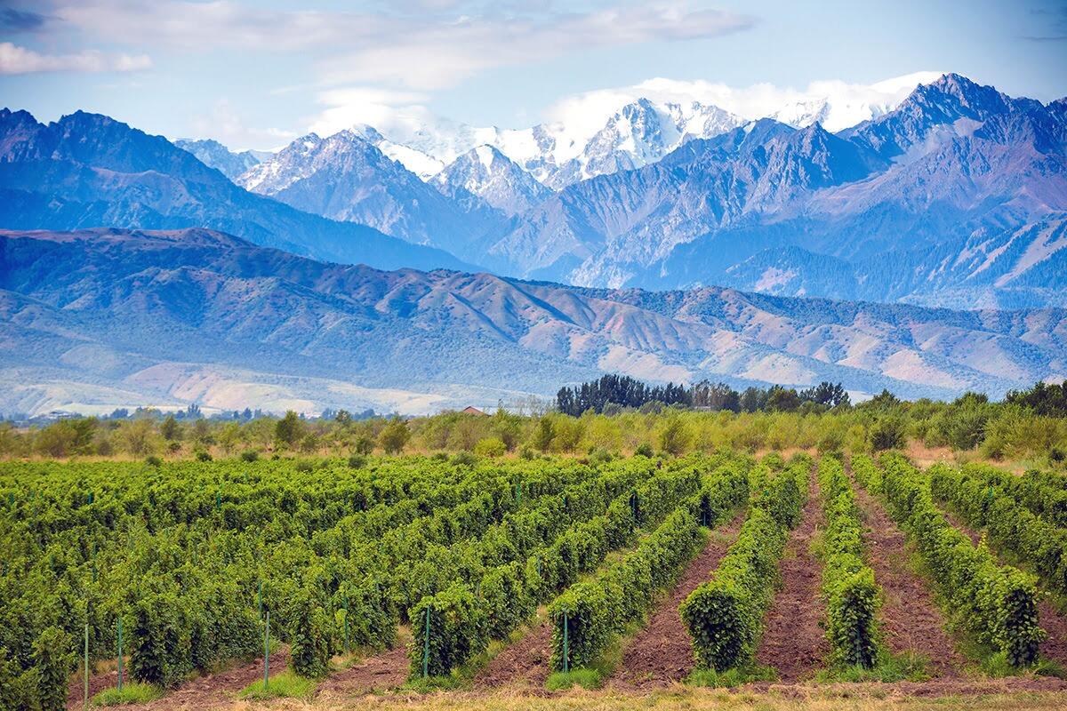 Picture of Mendoza