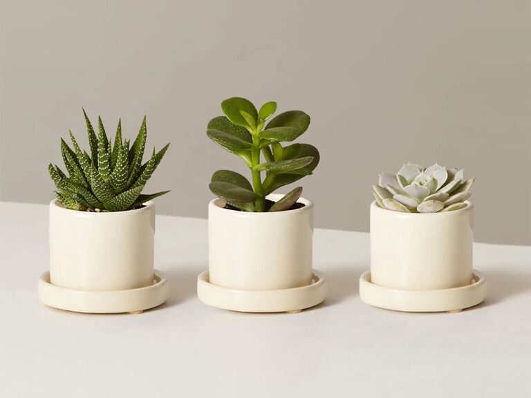 Three succulents in white ceramic planters porcelain anniversary gift