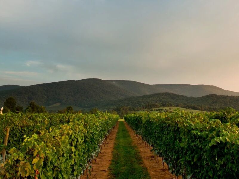 Picture of For Our Partners in Wine