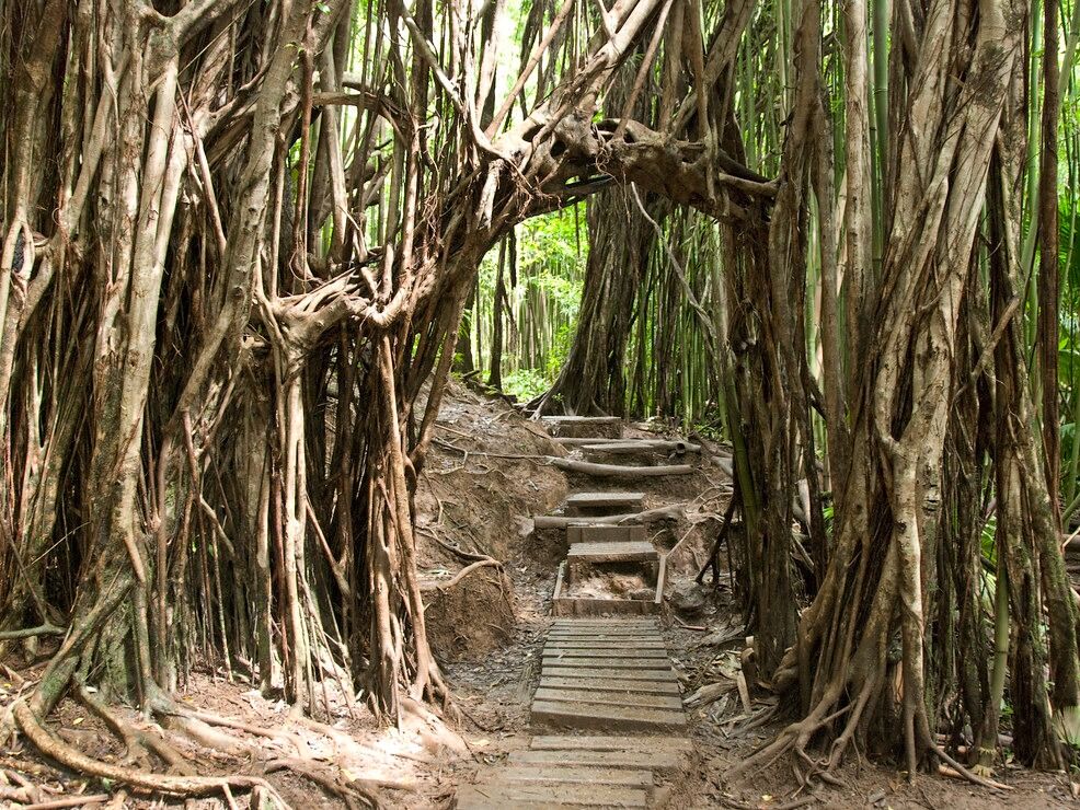 Picture of Mānoa Falls Trail