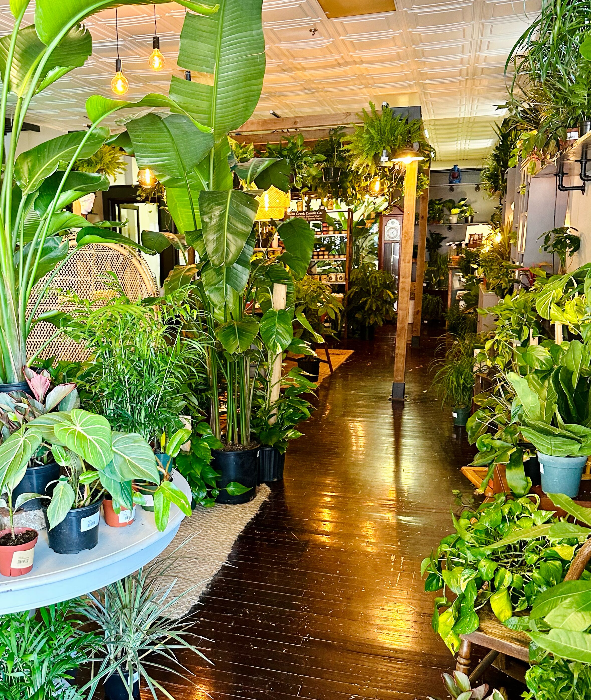 Picture of The Conservatory