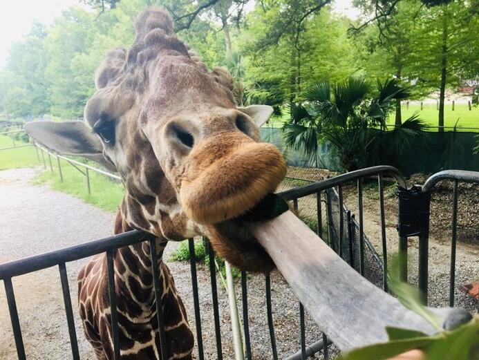 Picture of Audubon Zoo