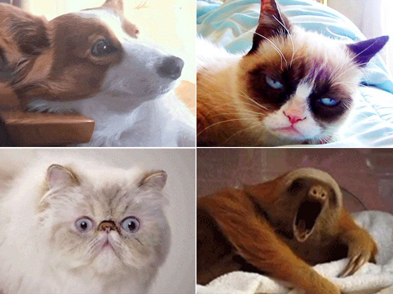 Morning of your wedding in Animal Gifs