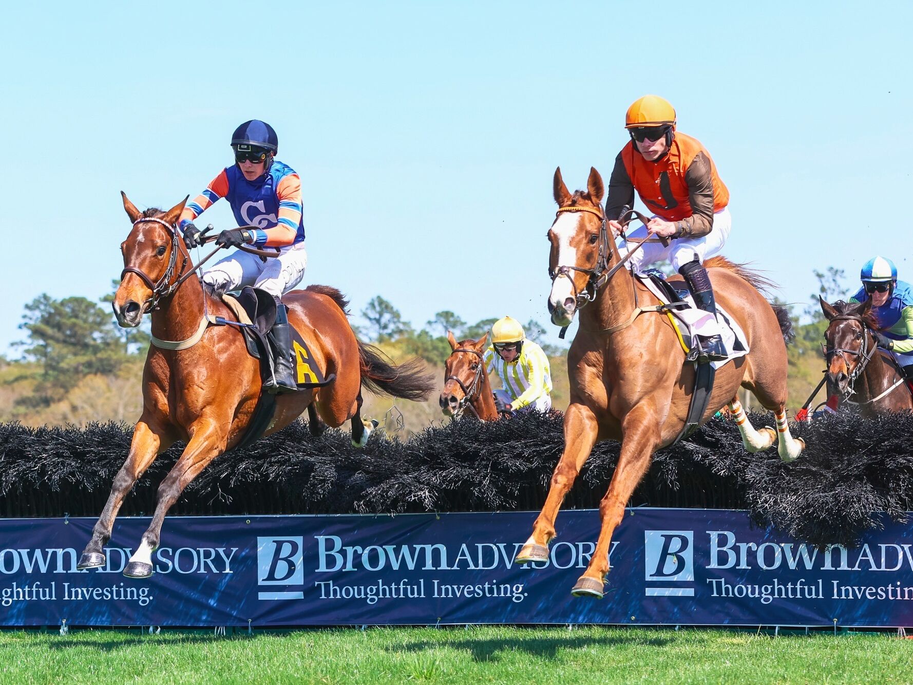 Picture of Carolina Cup
