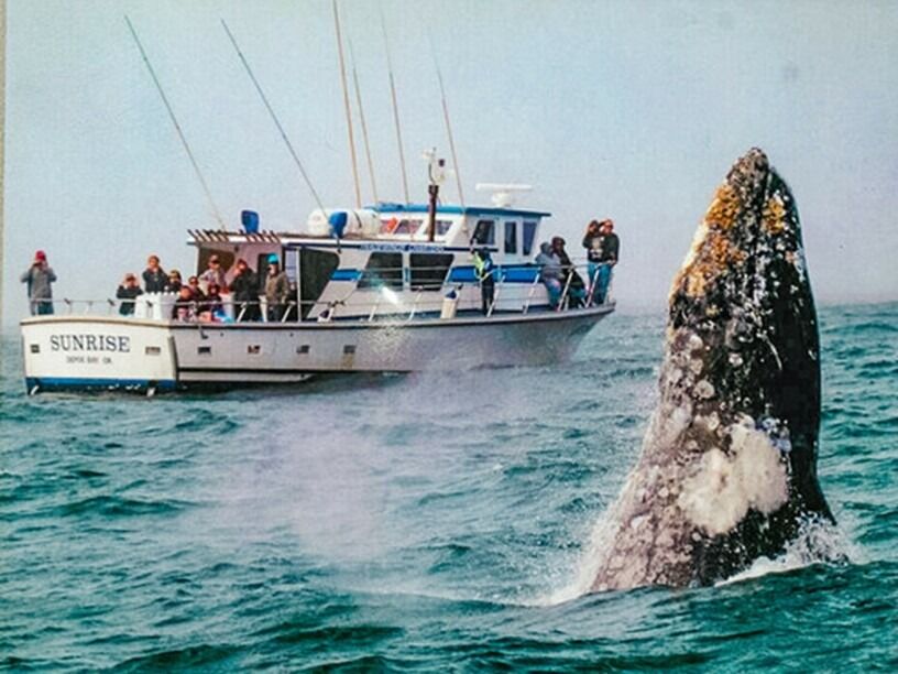 Picture of Tradewinds Charters - Whale Watching & Fishing - Oregon