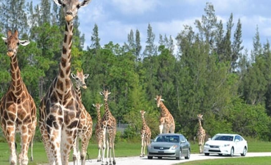 Picture of Lion Country Safari