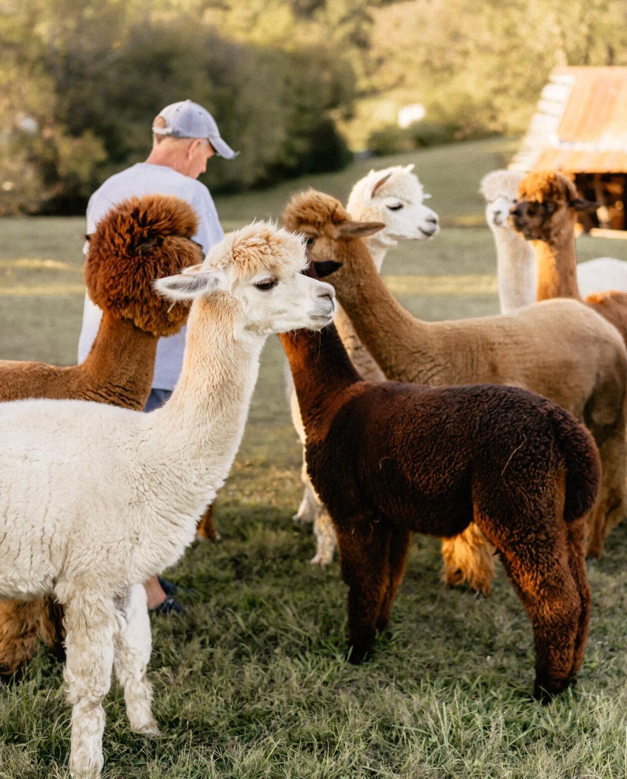 Picture of Coleman Valley Alpaca Farm
