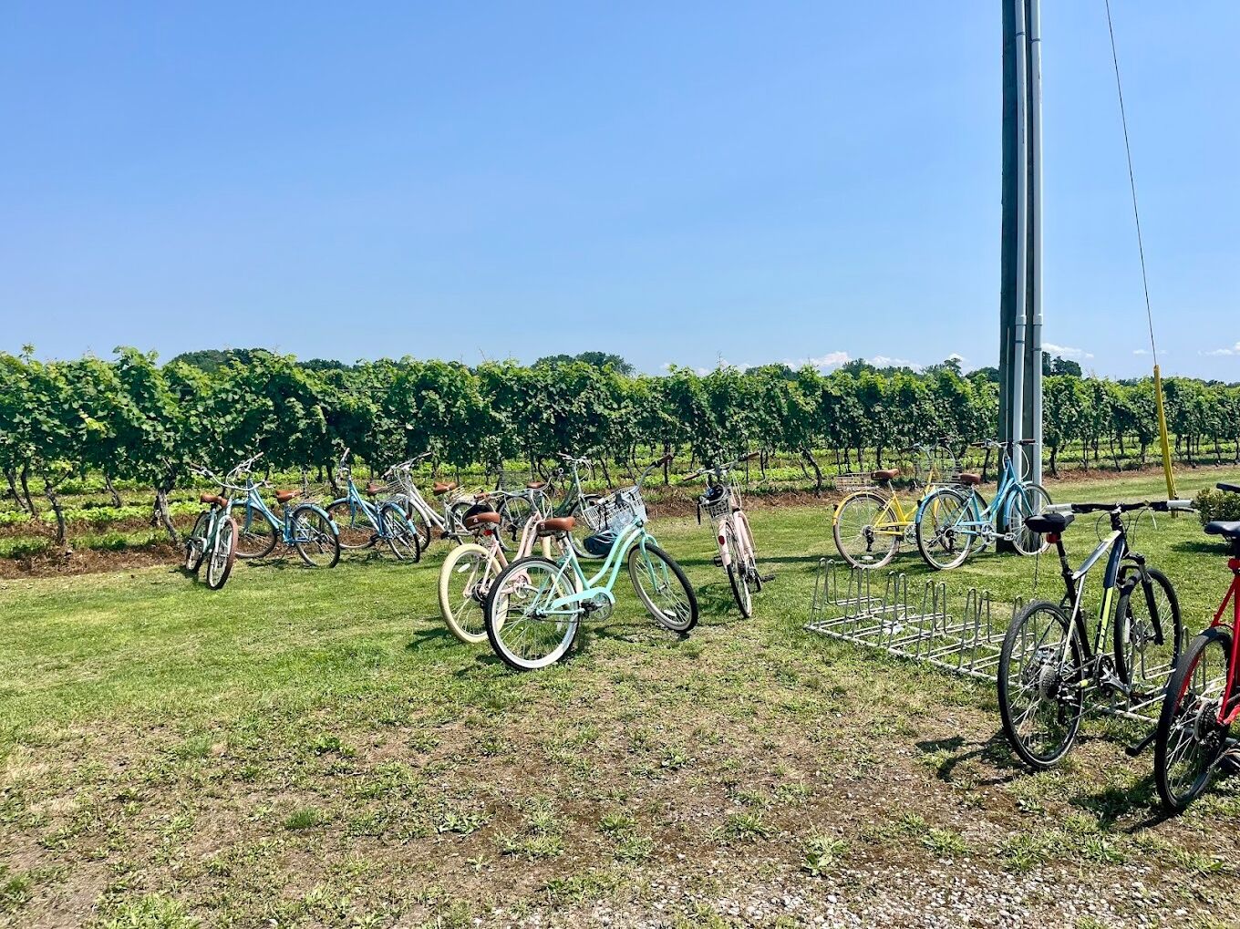 Picture of Tour de Vine: Bicycle/E-Bike Wine Tours & Rentals
