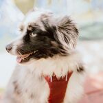 ARLO
