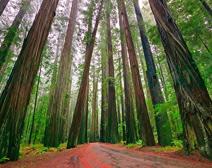 Picture of Check Out The Redwoods