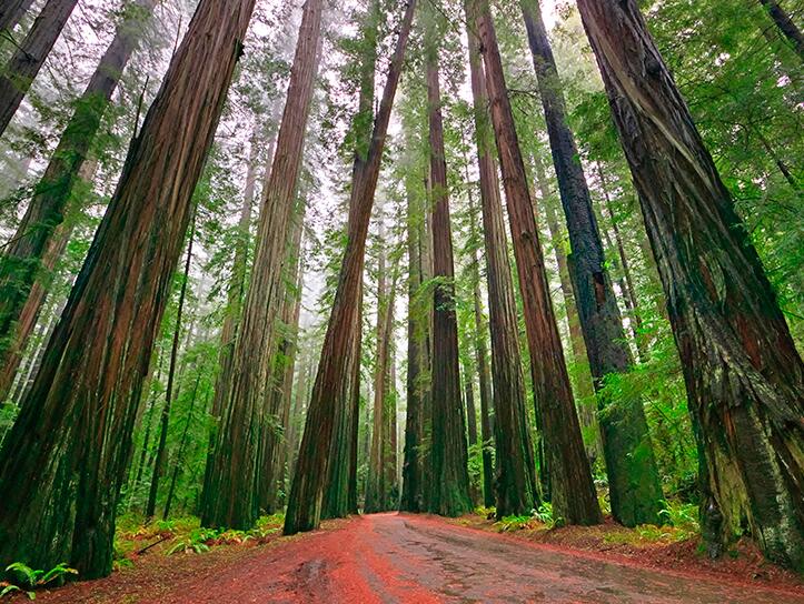 Picture of Check Out The Redwoods