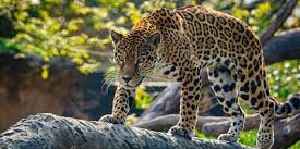 Picture of Houston Zoo