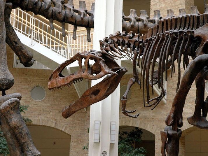 Picture of Fernbank Museum | 3D Theater | Forest
