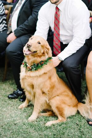 Golden Retriever Flower Girl