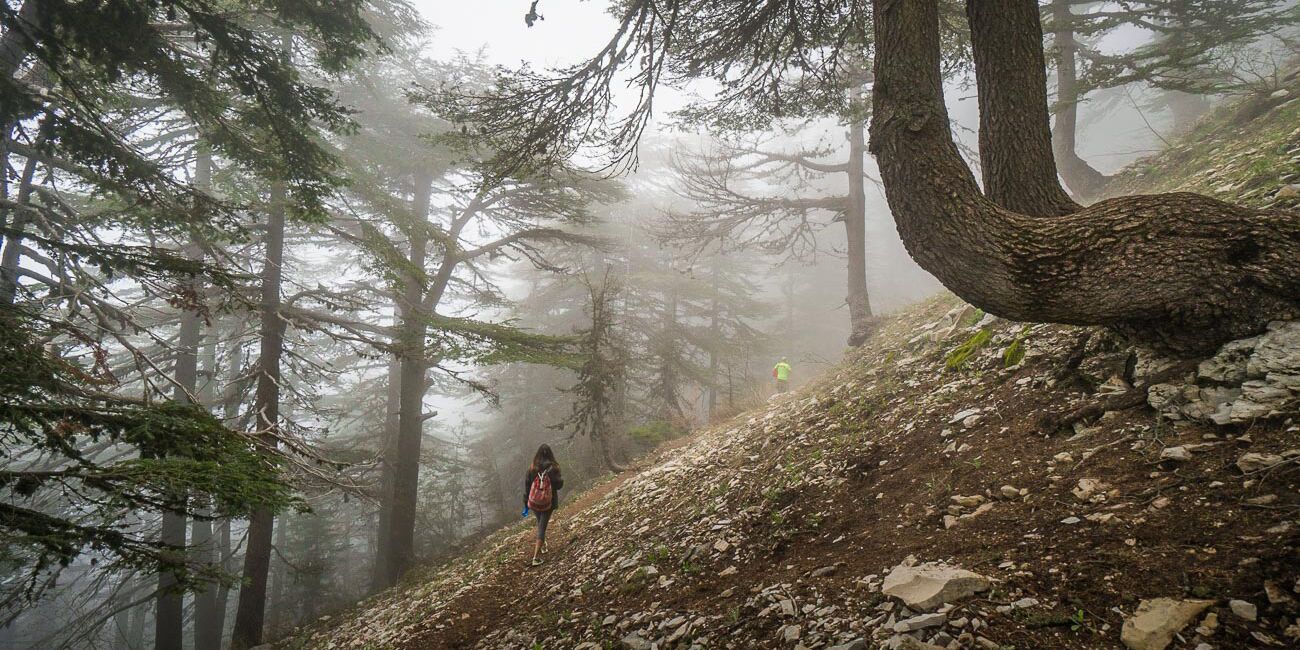 Picture of Horsh Ehden Nature Reserve