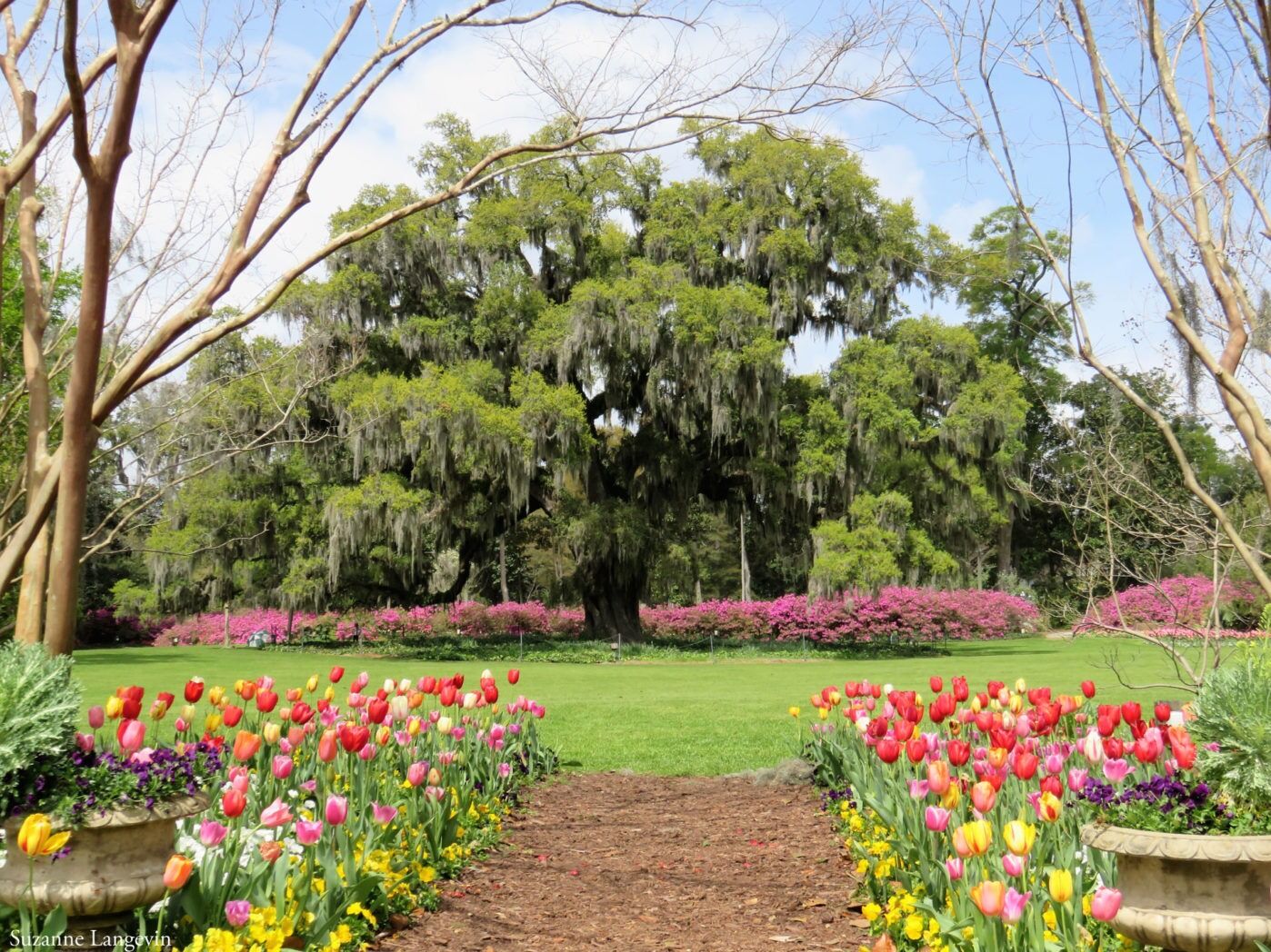 Picture of Explore Airlie Gardens