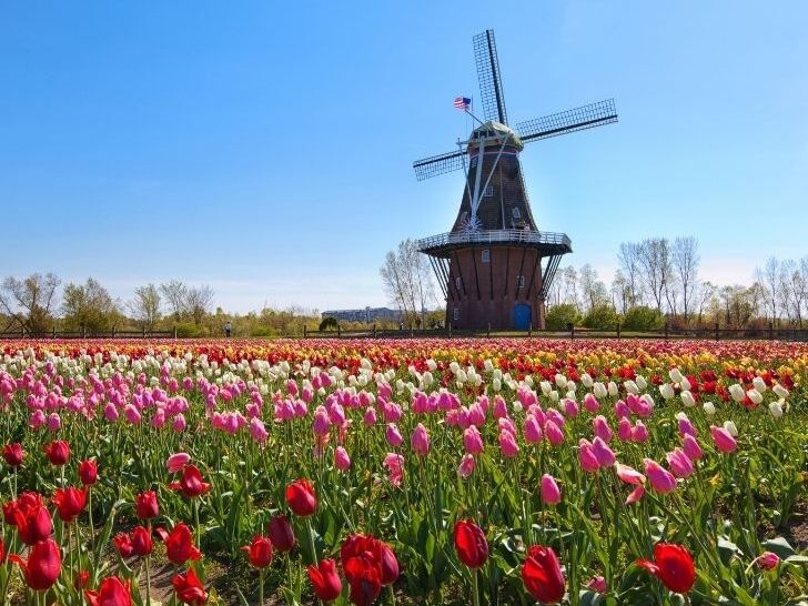 Picture of Windmill Island Gardens
