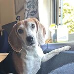 Jake