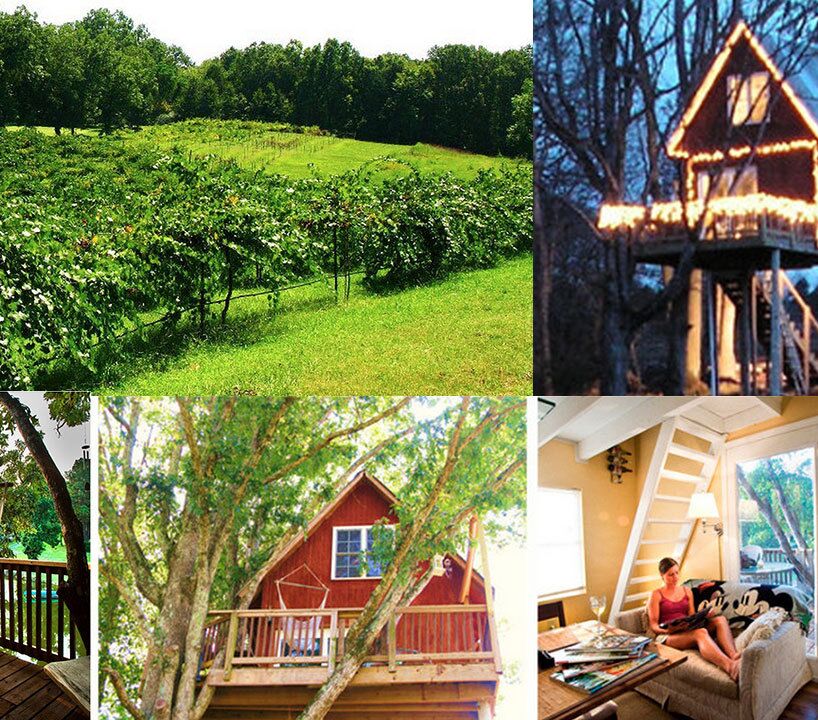 Picture of Tree House Vineyard
