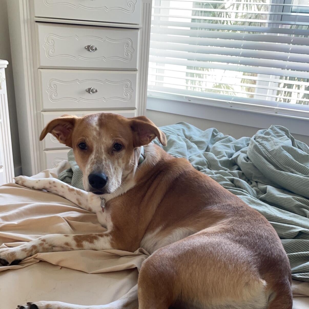 Koda