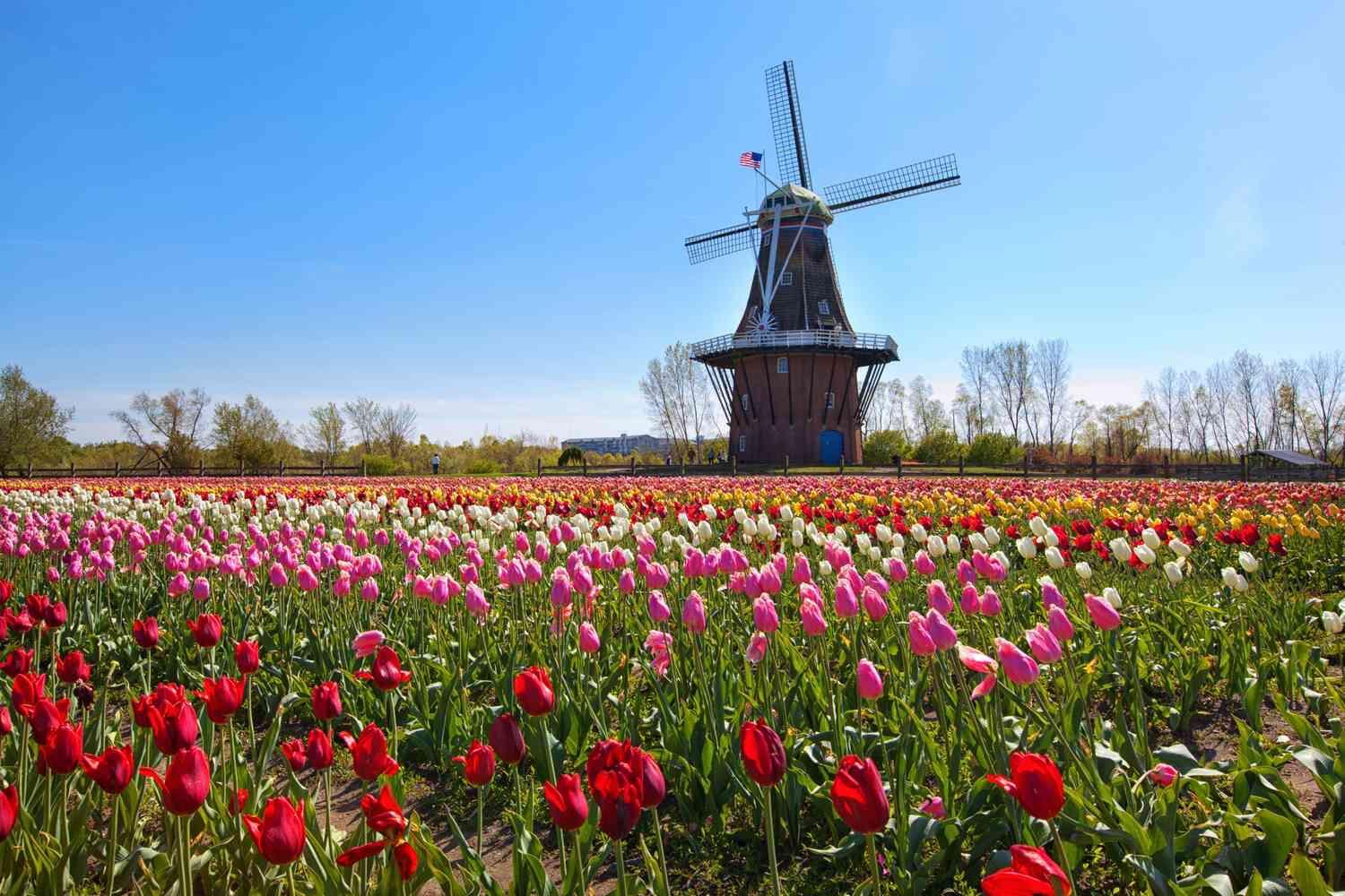 Picture of Tulip Time Festival