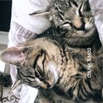 Chunk & Moo