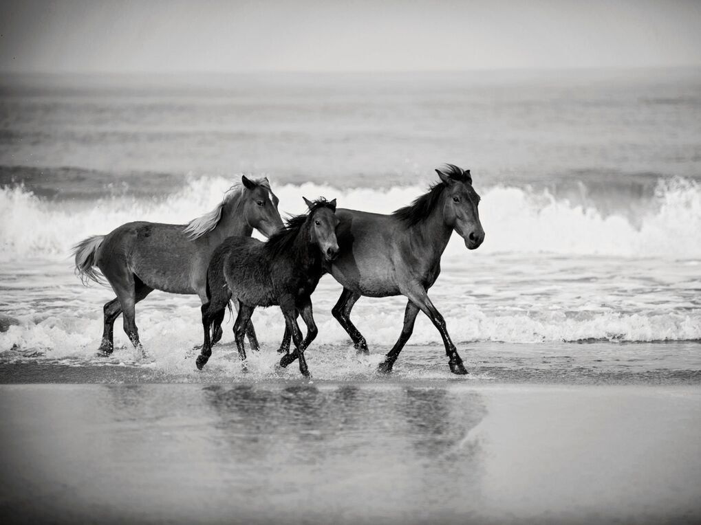 Picture of Outer Banks Visitor Information
