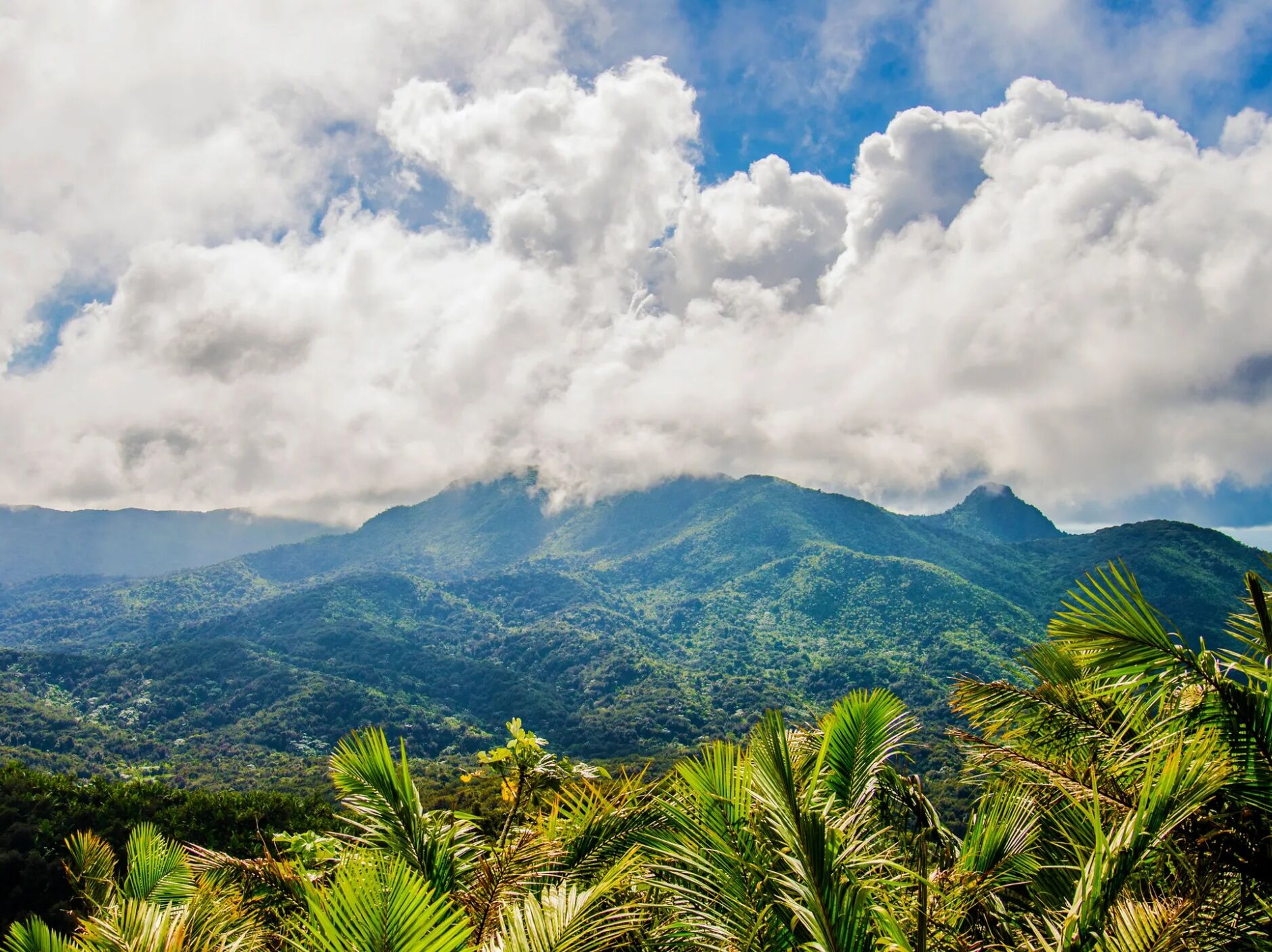Picture of El Yunque National Forest