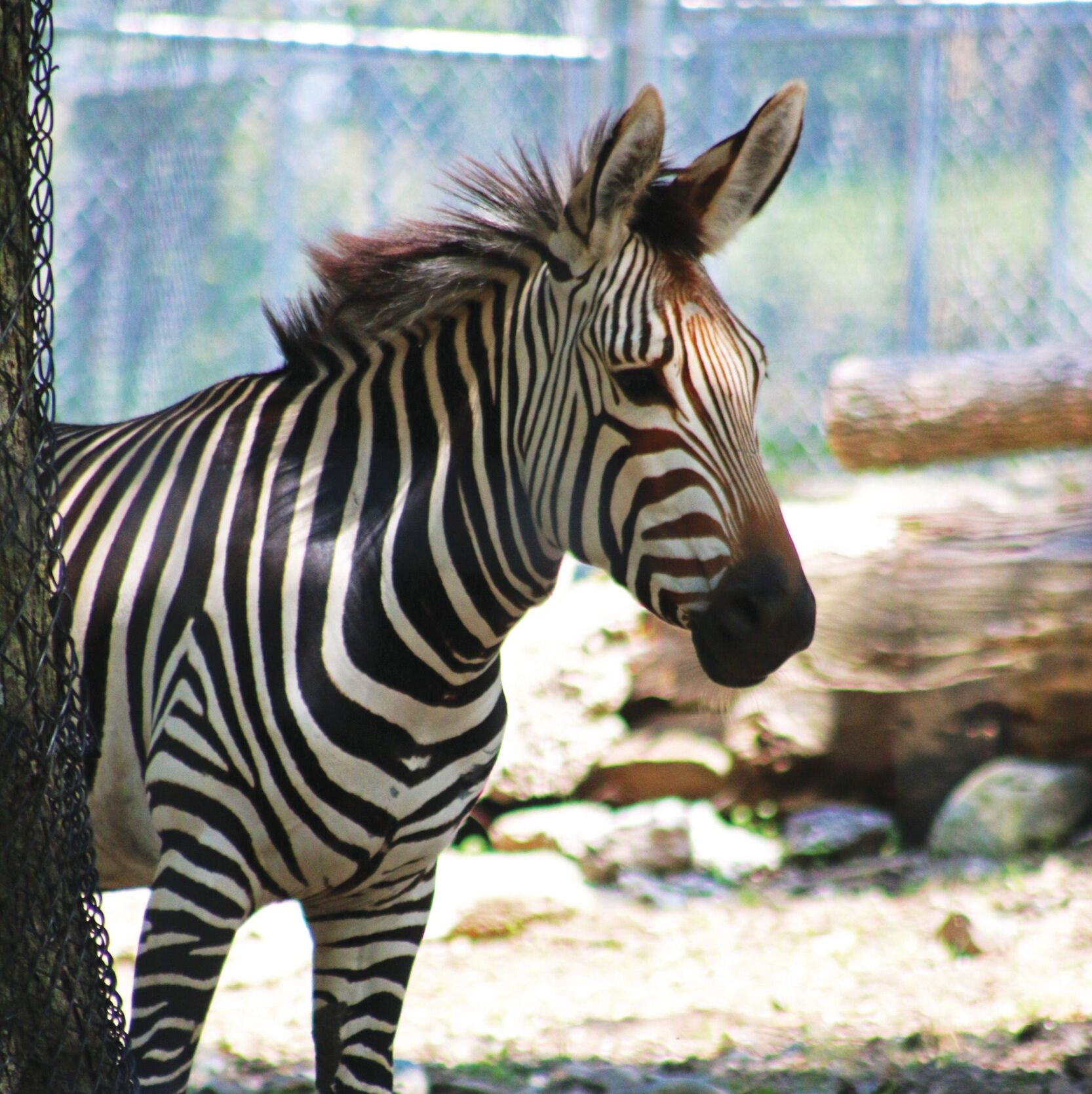 Picture of Blank Park Zoo