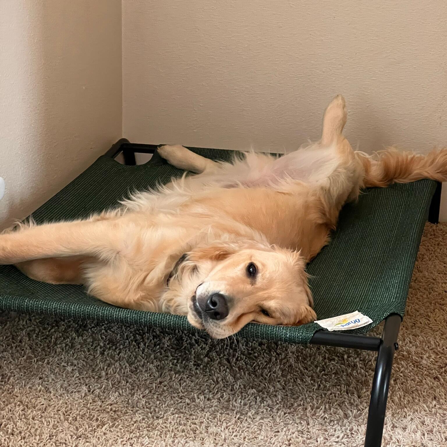 Jack The Dog 