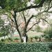 Marisa and Kyle got married outside Calamigos Ranch in Malibu, California, where they stood under a grand 100-year-old oak tree. An elevated platform with the front covered in green ivy allowed all friends and family to have a great view of the ceremony, no matter where they sat.
