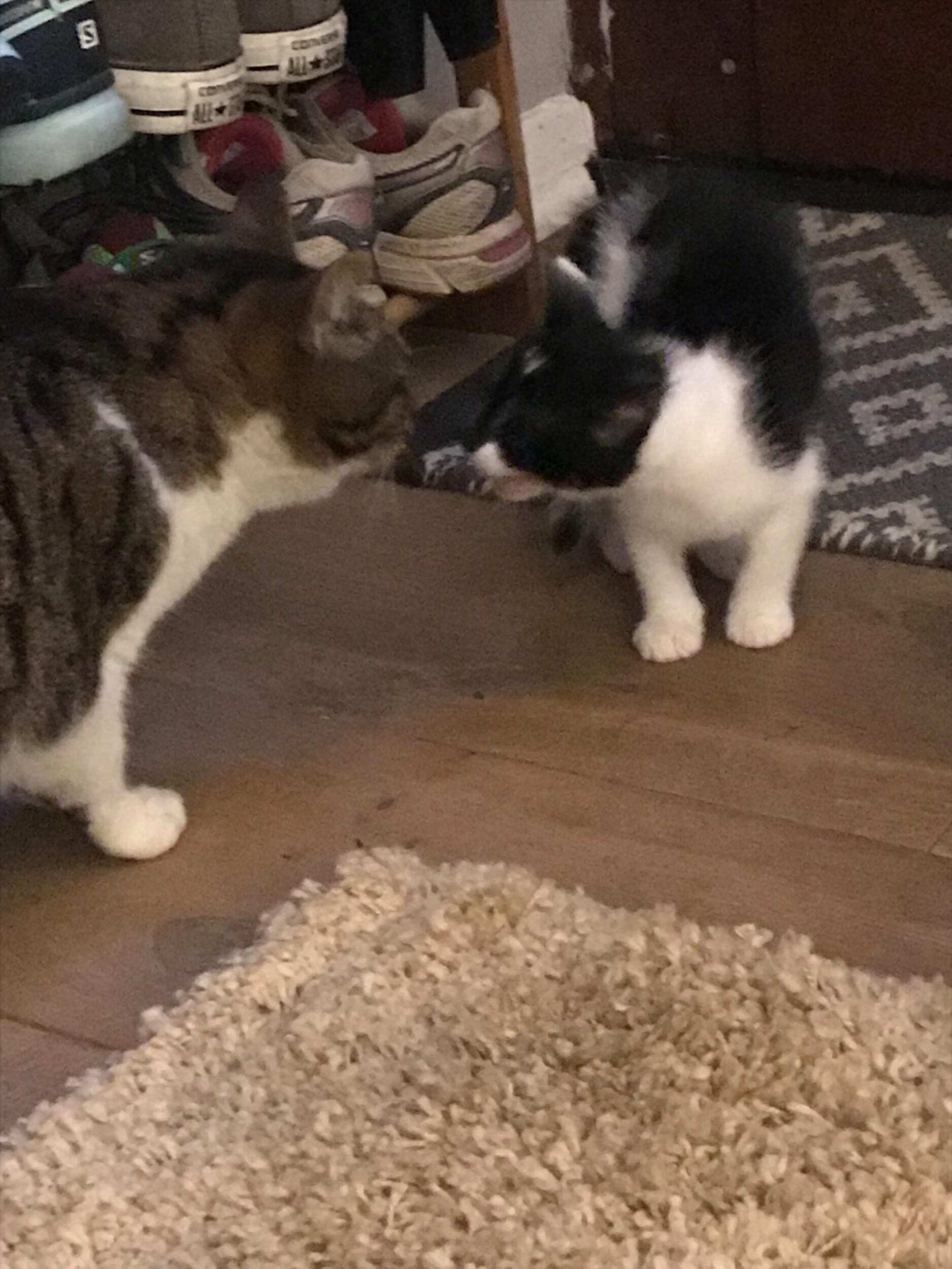 The first meeting - the day we ruined Molly’s life.