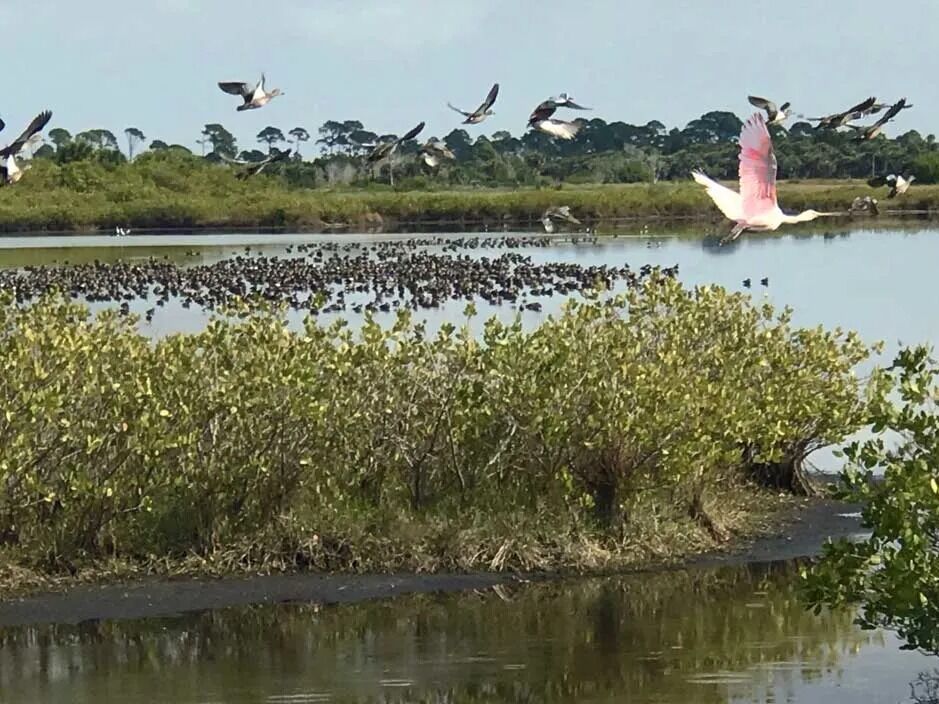 Picture of Black Point Wildlife Drive, Merritt Island National Wildlife Refuge