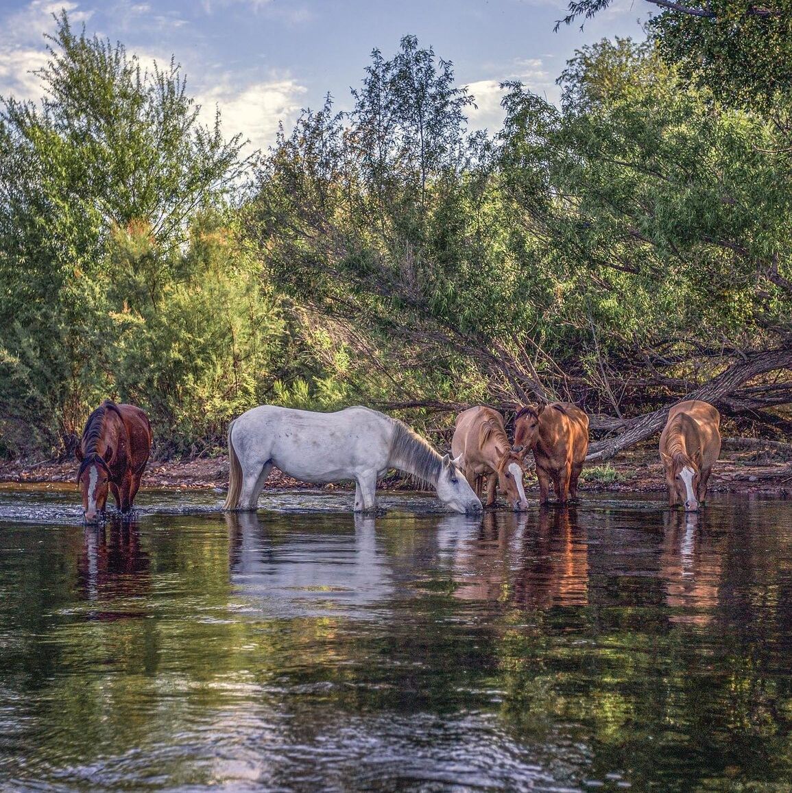 Picture of Salt River