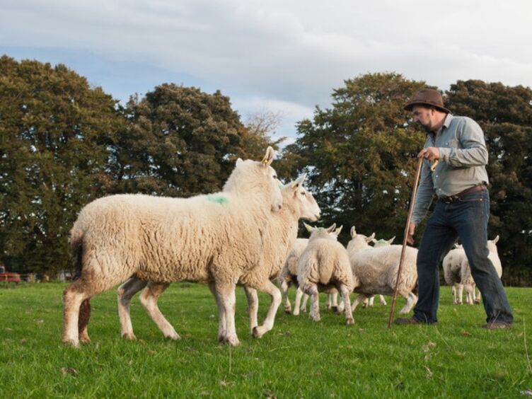 Picture of Sheepdog demonstration