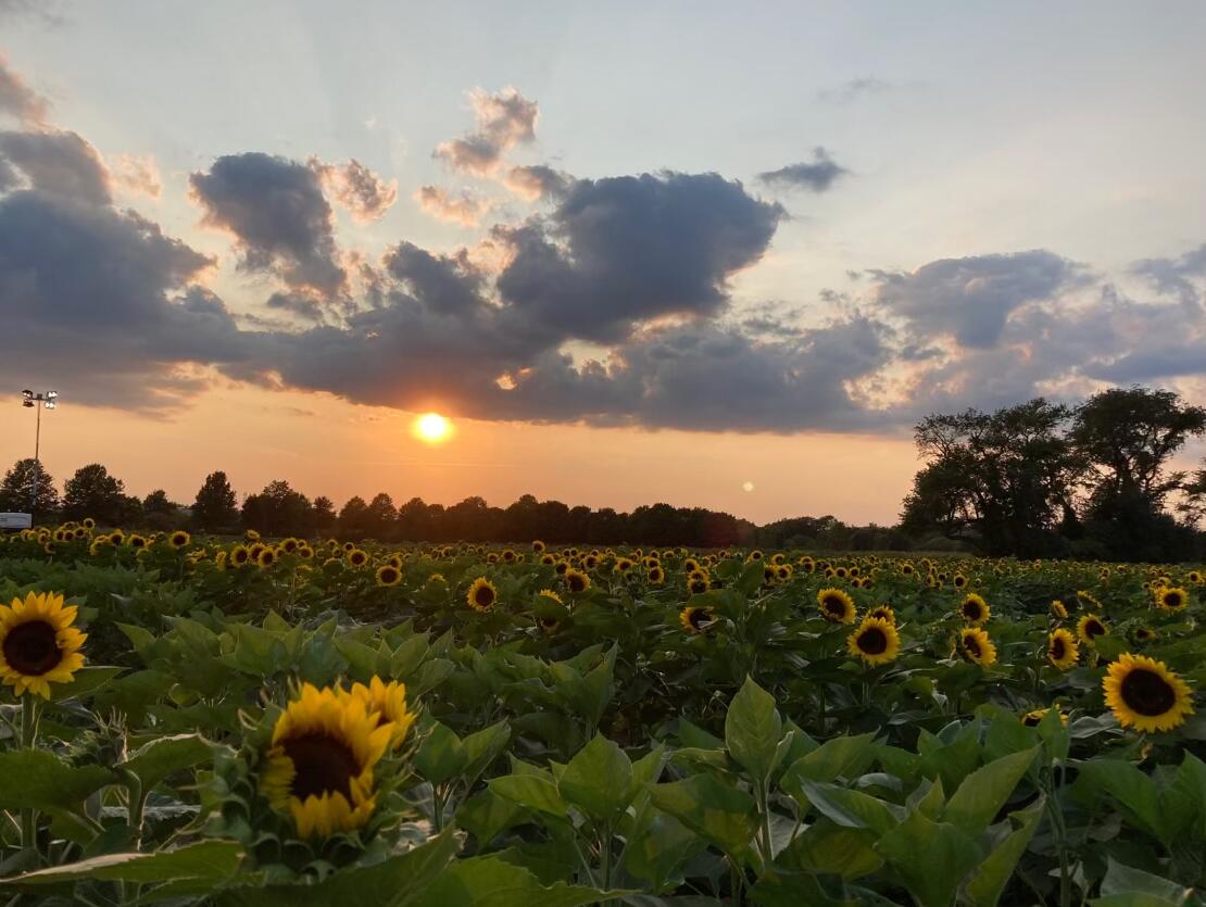 Picture of Shady Brook Farm
