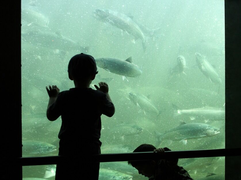Picture of Ballard Locks & Fish Ladder