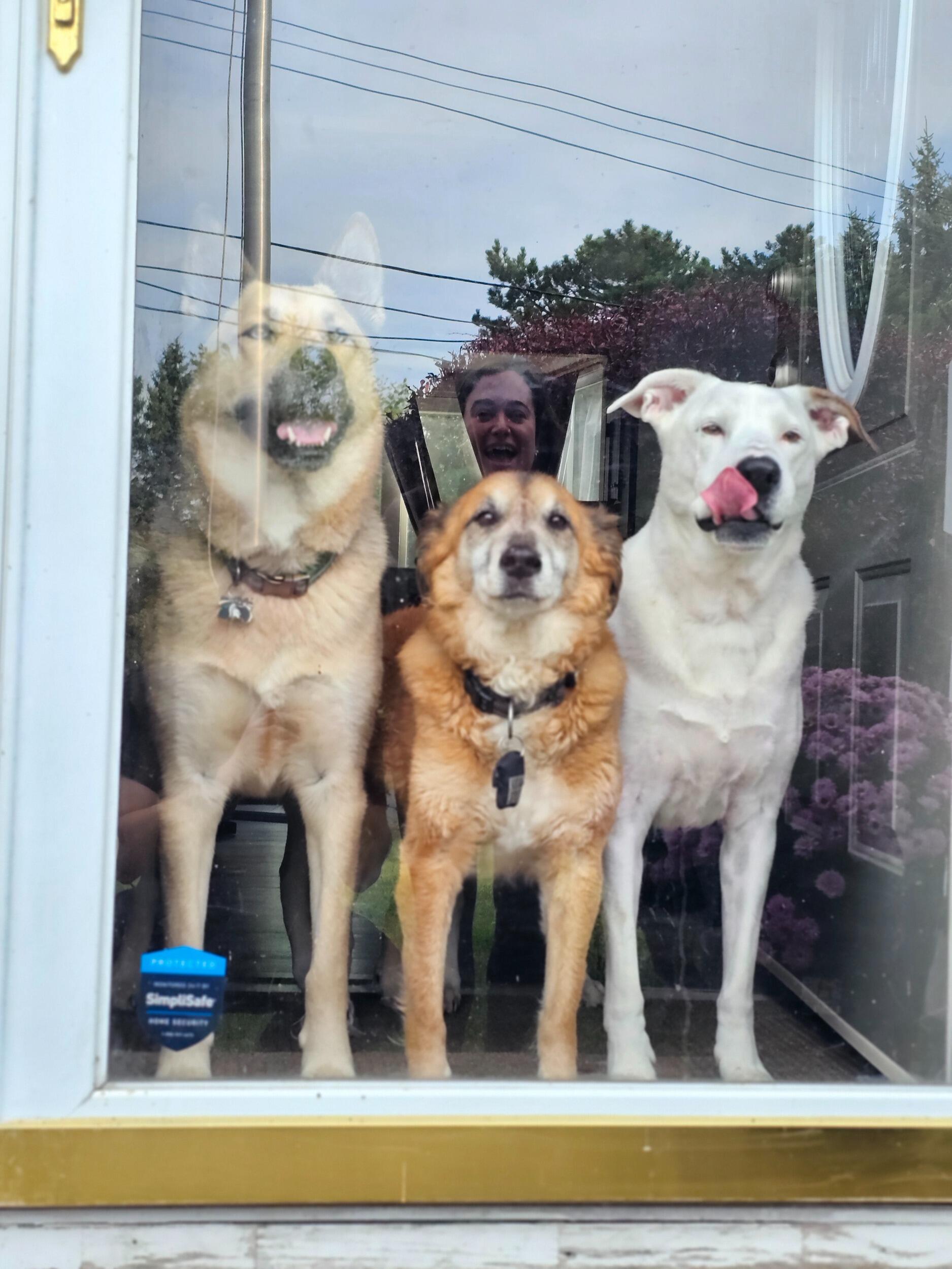 All the dogs are getting along and loving their time together with us!