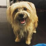 Teddy Pang-Goodman