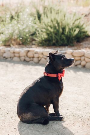 Dog with Red Bow Tie Collar