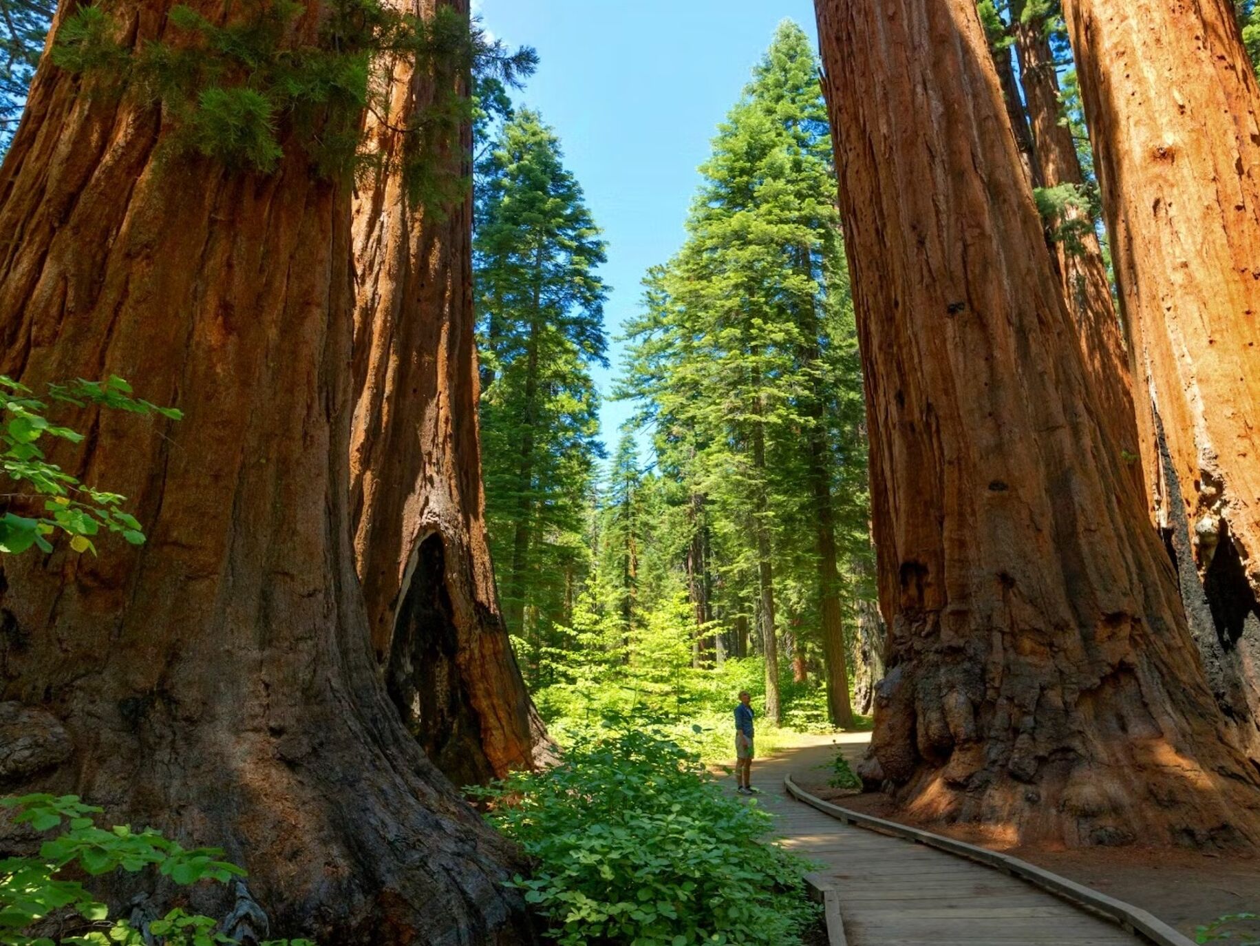 Picture of Calaveras Big Trees State Park