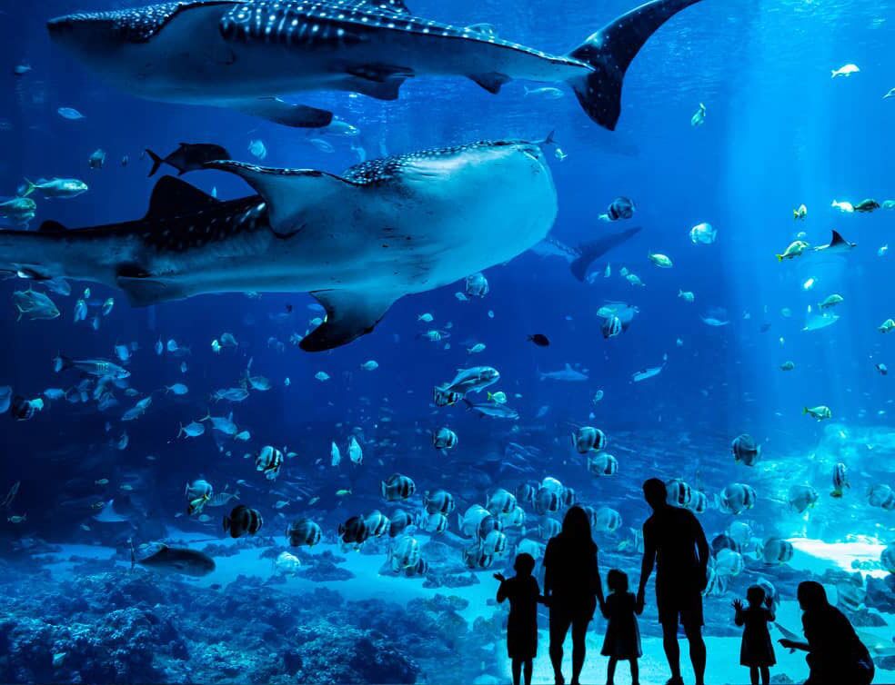 Picture of Georgia Aquarium 