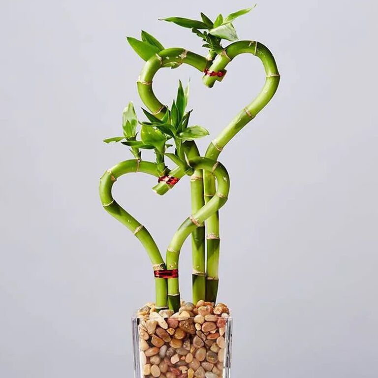 Heart-shaped bamboo plant unique 12th anniversary gift