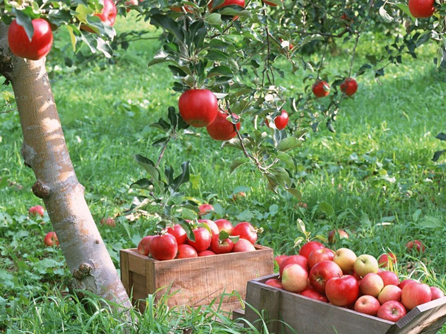 Picture of National Apple Harvest Festival (Sunday, October 3rd)