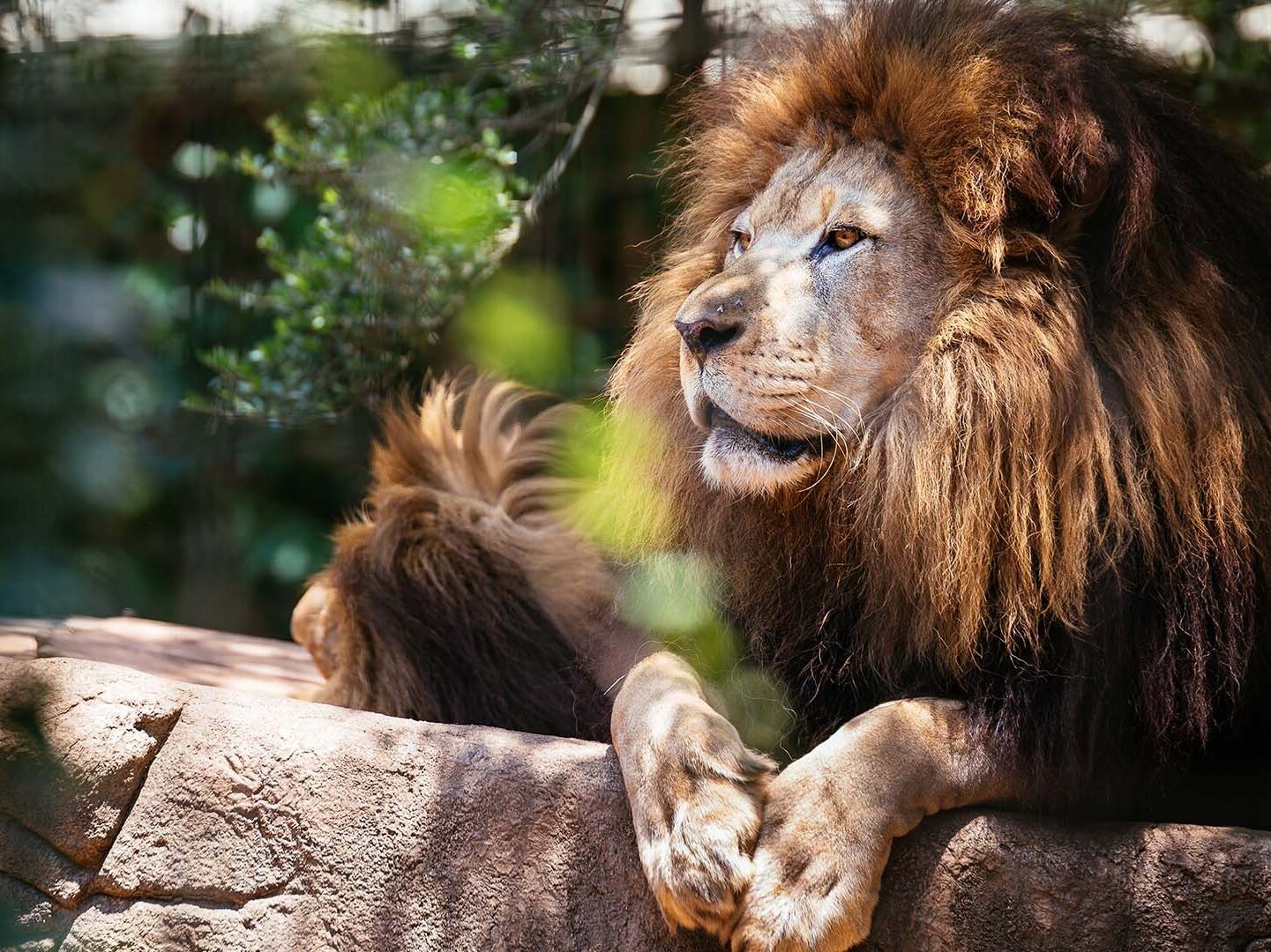Picture of Greenville Zoo